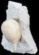 Cystoid (Holocystites) Fossil - Indiana #44603-2